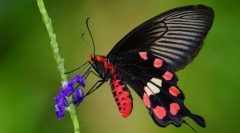 Kirkanone żaglówka