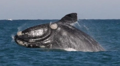 Zestaw gładki japoński