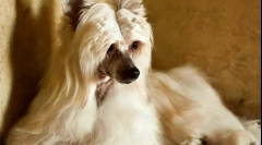 Chiński czubaty pooh (zdjęcie): umysł i piękno w jednej butelce