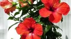 Chińska róża (hibiskus)