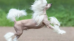 Chińskie rasy psów