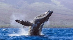 Wieloryby - największe zwierzęta