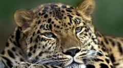 Klasyfikacja ssaków