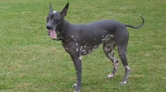 Klasyfikacja ras psów według rodzaju ich wełny