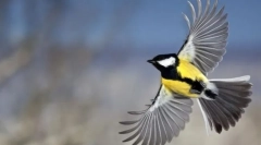 Klasyfikacja ptaków