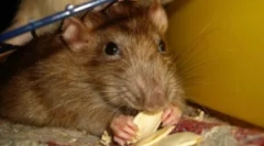 Klej pułapki do łapania myszy