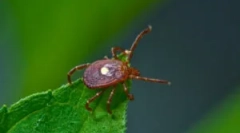 Tick ​​borrelioza: objawy i leczenie