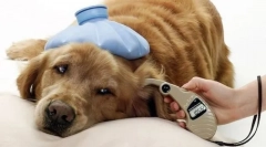 Szczypce dla psów: wykrywanie, leczenie, zapobieganie