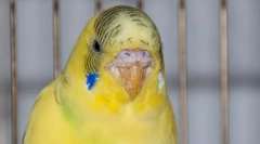 Szczypce w falistej papudze: objawy i leczenie