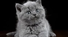 Szare kocięta dla kocięta