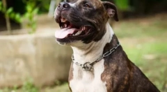 Pseudonimes pitboule: wybierz nazwę dla zwierzaka