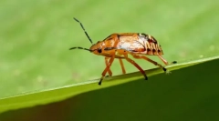 Bligery drapieżniki i pasożyty klaszczy