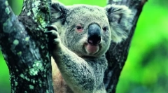 Koala: niedźwiedź letni z australii (zdjęcie zwierzęce)