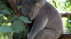 Koala: australijski leniwy niedźwiedź (16 zdjęć)