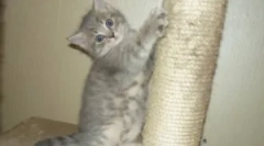 Kiedy kot wyostrza pazury