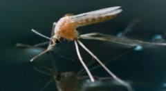 Kiedy pojawiają się komary i umierają?