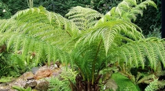 Kiedy zwierzęta poszły do ziemi?