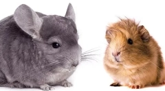 Kto jest lepszy, aby zacząć - chinchilla lub świnka morska