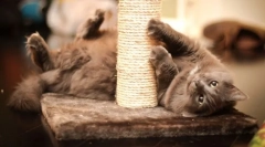 Koty dla kotów z własnymi rękami: pomóżmy kotowi i oszczędzać meble