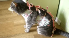 Liczba oddawania moczu w kotach i kotach: norma i odchylenia