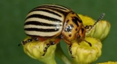 Colorado beetle i jego larwy: opis i uszkodzenia