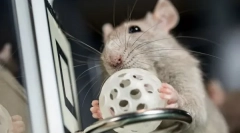 Polecenia i sztuczki dla ubierania szczurów, jak trenować