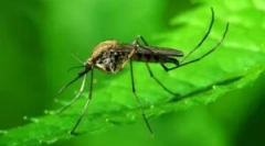 Komar zwykły: opis i wygląd