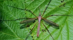 Diagonale komary: opis i funkcje