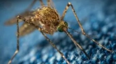 Komary, takie jak przewoźnicy choroby