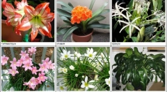 Przymocjenice niebezpieczne dla kotów