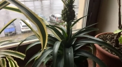Pineapple room
