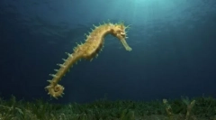 Rodzaj kolorów morskich