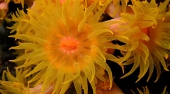 Korale - rośliny lub zwierzęta?