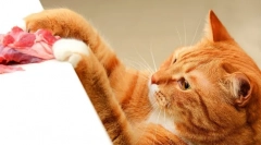 Żywność almo natura dla kotów: funkcje i informacje zwrotne dla zwierząt