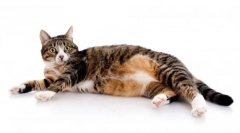 Wzgórza paszowe dla kotów: szczegółowy przegląd diety i jego specyfika