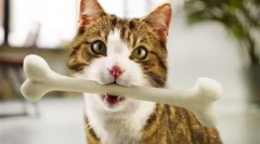 Feed idealne dopasowanie - zrównoważona dieta domowa