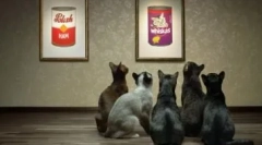 Kanał ekonomiczny dla kotów