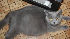 Karmienie i opieka dla kota w ciąży