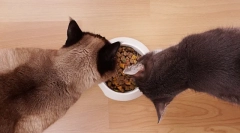 Karmienie kotów z suchymi żywnością: podstawowe zasady