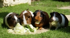 Karmienie świnki morskiej z a do i