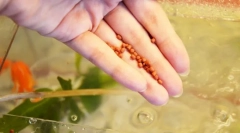 Karmienie rybne w akwarium