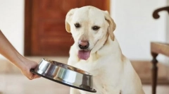 Karmienie dorosłego psa