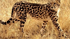 Royal gepard