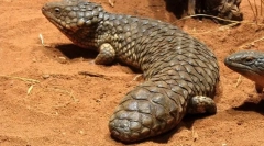 Bezrzutowy scalanie (krótkie)