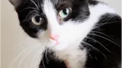 Machcheckow - kinkoyloau