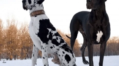 Rasy krótkoformowe psów