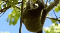 Feline lemur - najbardziej egzotyczny prymat