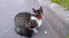 Kołnierz kotów z i do