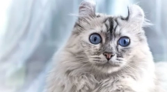 Kot amerykański kerl (zdjęcie): przyjazny zwierzak z eleganckimi uszami