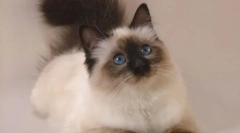 Kot balinsiyskaya (zdjęcie): długowłosa krewni siamowa